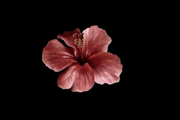 Qui contacter en cas de danger ? 